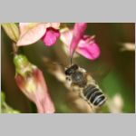 Megachile ericetorum - Blattschneiderbiene m11c 11mm.jpg